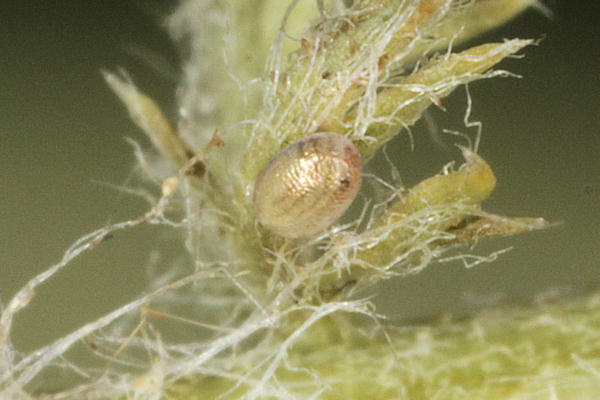 Eupithecia icterata: Bild 7