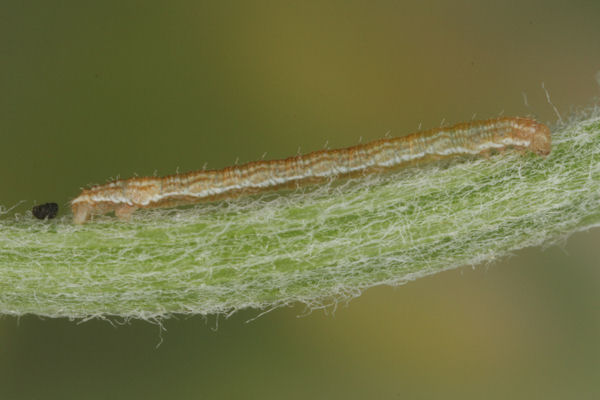 Eupithecia icterata: Bild 25