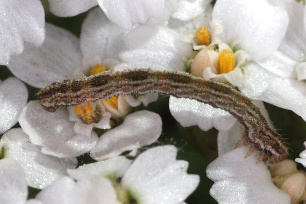 Eupithecia icterata: Bild 26