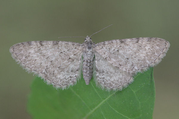 Eupithecia satyrata: Bild 16