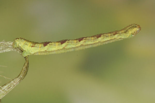 Eupithecia satyrata: Bild 106