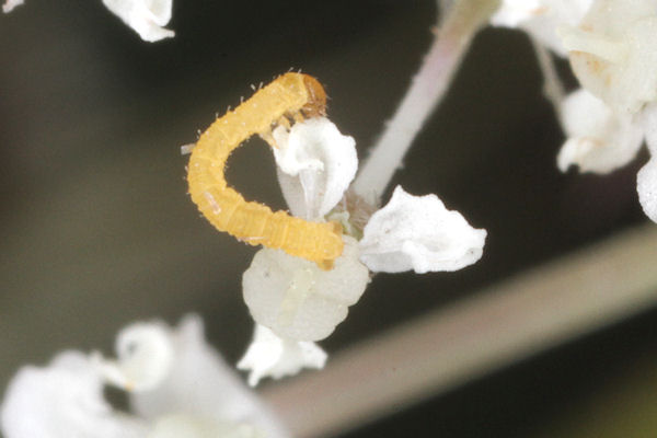 Eupithecia catharinae: Bild 3