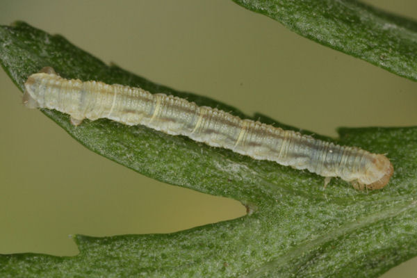Eupithecia catharinae: Bild 9