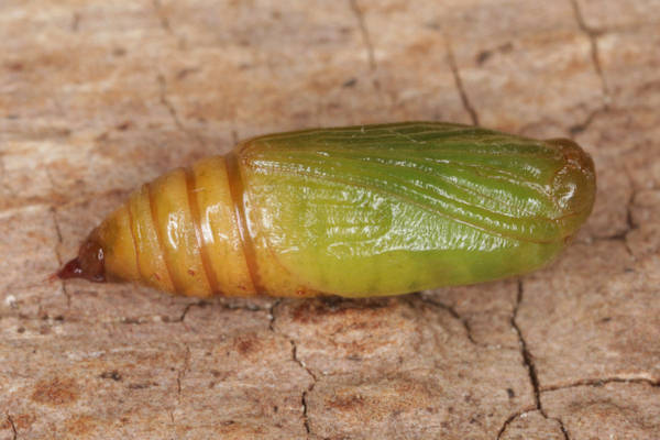 Eupithecia satyrata: Bild 136
