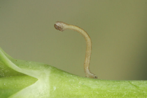 Eupithecia vulgata: Bild 5