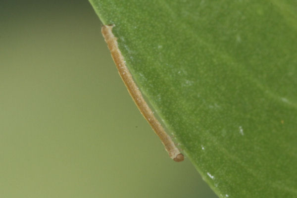 Eupithecia vulgata: Bild 6