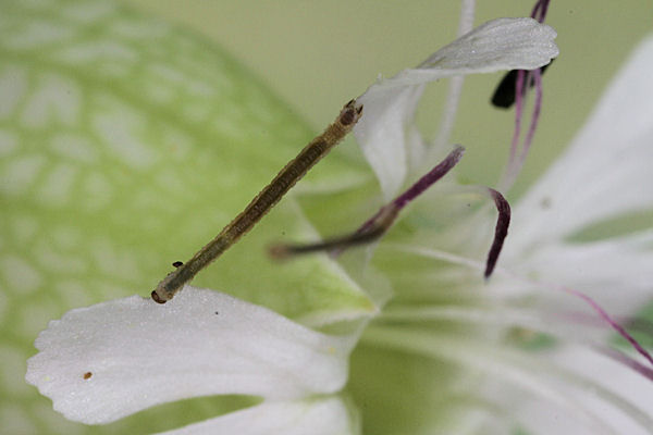 Eupithecia vulgata: Bild 9