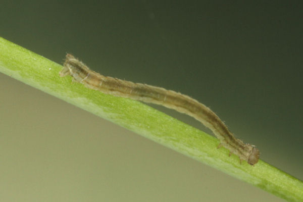 Eupithecia vulgata: Bild 10