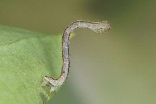 Eupithecia vulgata: Bild 16