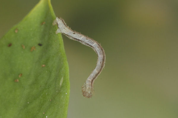 Eupithecia vulgata: Bild 17