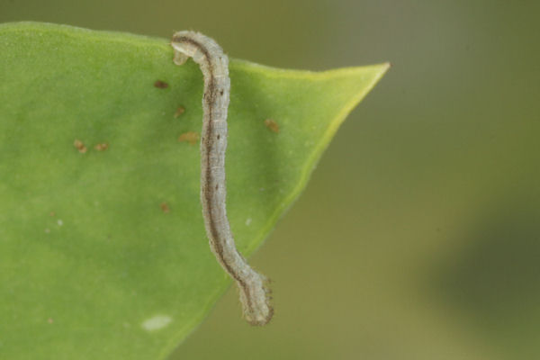Eupithecia vulgata: Bild 18