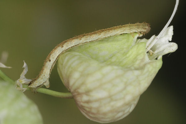 Eupithecia vulgata: Bild 25