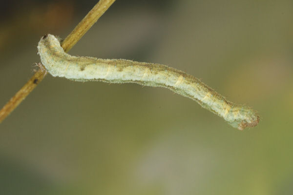 Eupithecia vulgata: Bild 28