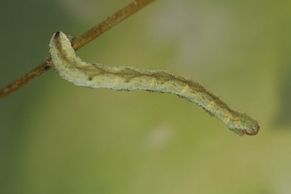 Eupithecia vulgata: Bild 30