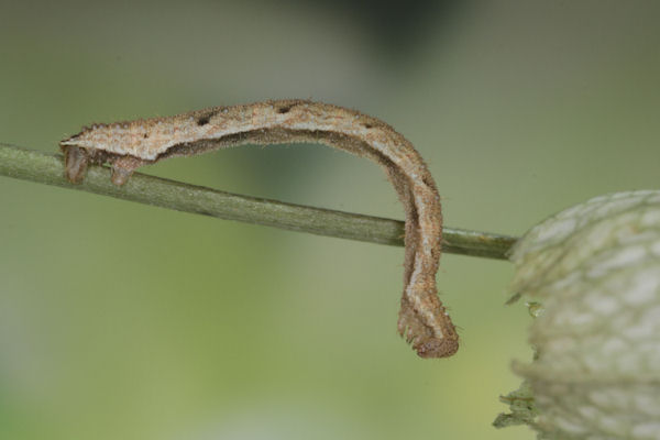 Eupithecia vulgata: Bild 34