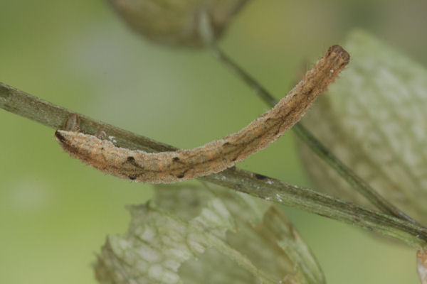 Eupithecia vulgata: Bild 35
