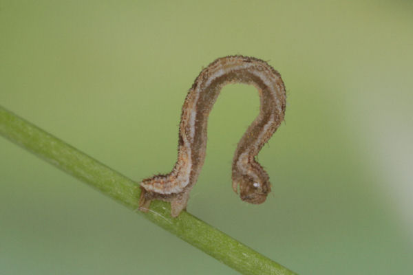 Eupithecia vulgata: Bild 37