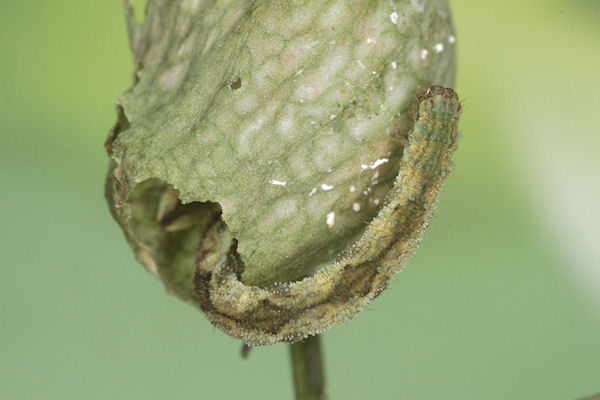 Eupithecia vulgata: Bild 43