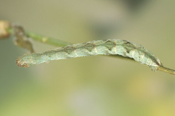Eupithecia vulgata: Bild 46
