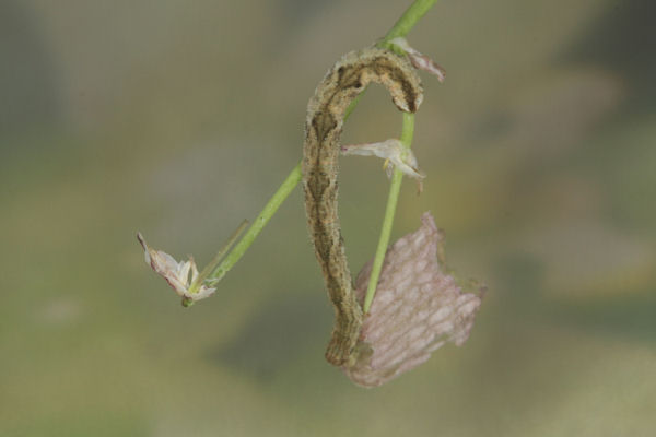 Eupithecia vulgata: Bild 48