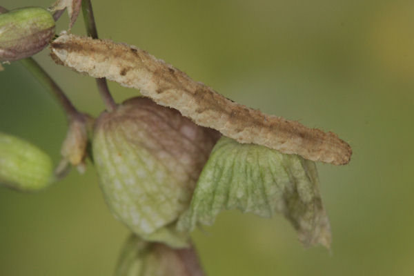 Eupithecia vulgata: Bild 53