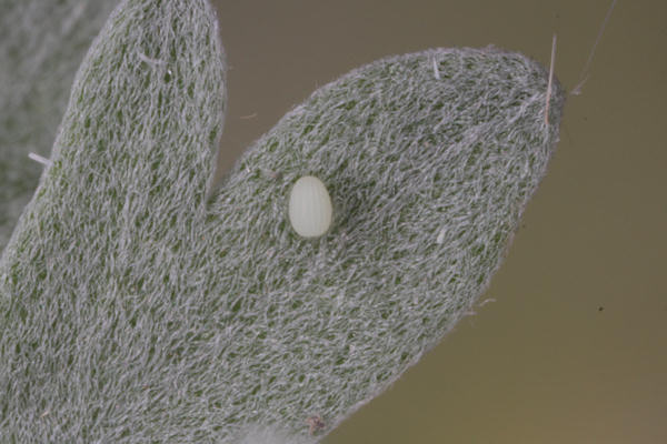 Scopula subpunctaria: Bild 2