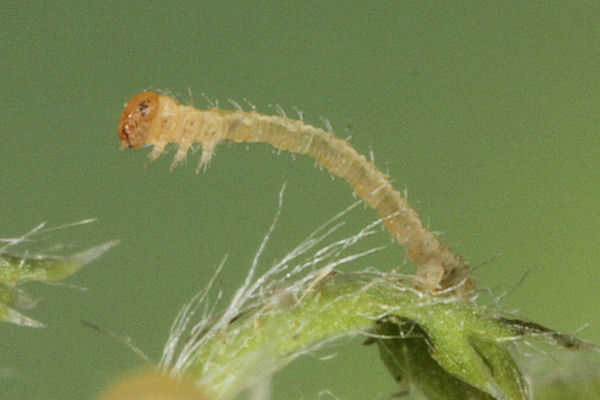 Eupithecia icterata: Bild 13