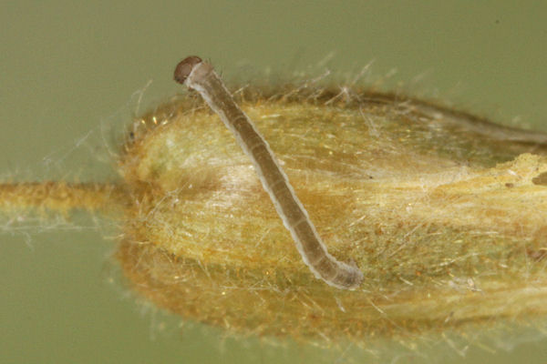 Eupithecia satyrata: Bild 37
