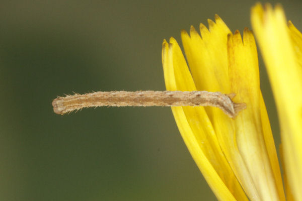 Eupithecia satyrata: Bild 67