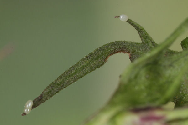Eupithecia plumbeolata: Bild 6