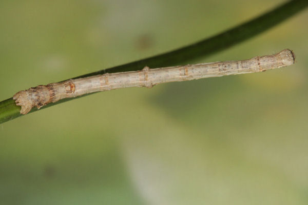 Ourapteryx sambucaria: Bild 32