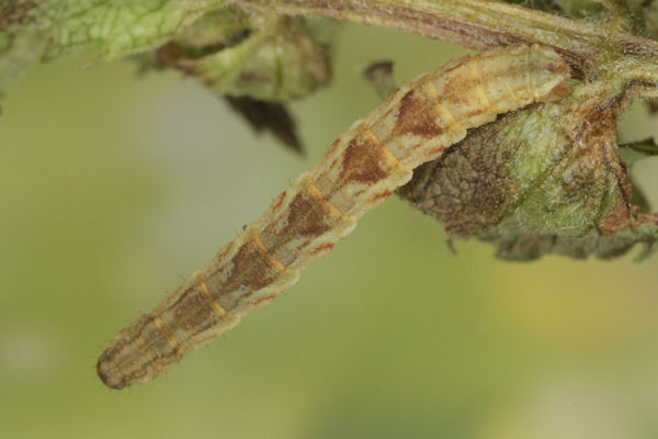 Eupithecia virgaureata: Bild 79