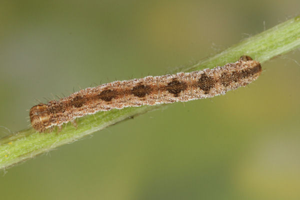 Eupithecia icterata: Bild 36