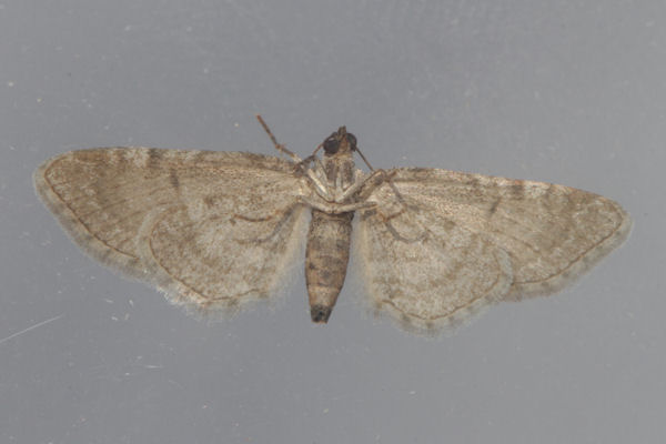 Eupithecia catharinae: Bild 7