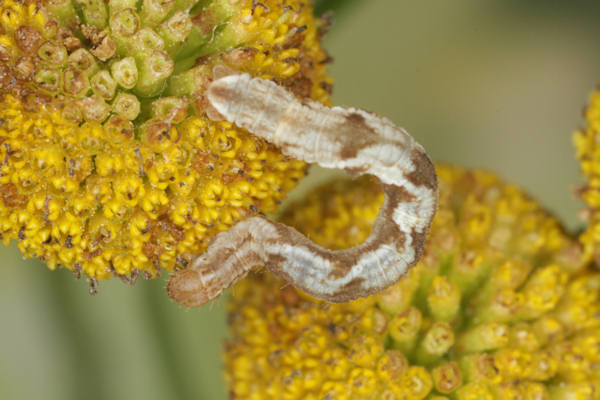 Eupithecia virgaureata: Bild 46