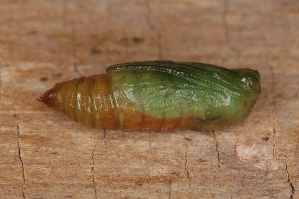 Eupithecia subfuscata: Bild 111