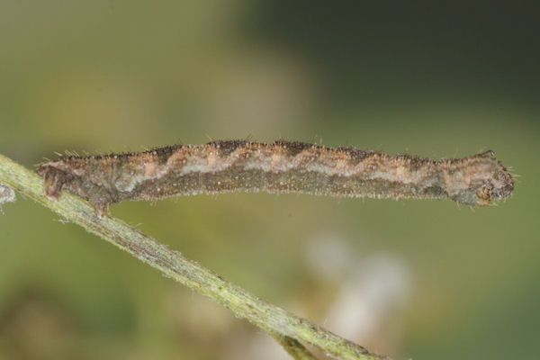 Eupithecia subfuscata: Bild 96