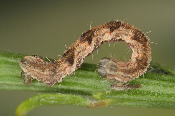Eupithecia subfuscata: Bild 62