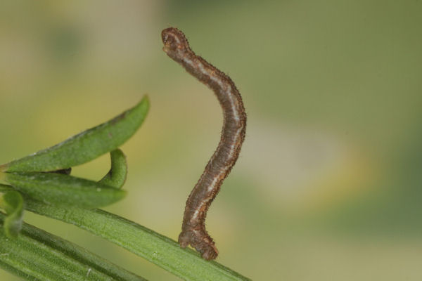 Eupithecia subfuscata: Bild 63