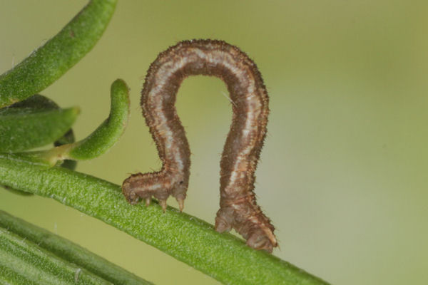 Eupithecia subfuscata: Bild 64
