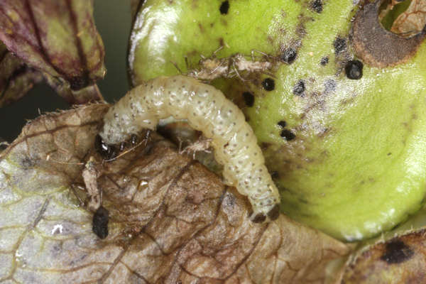 Perizoma blandiata: Bild 2