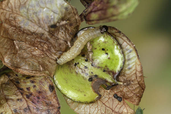 Perizoma blandiata: Bild 5