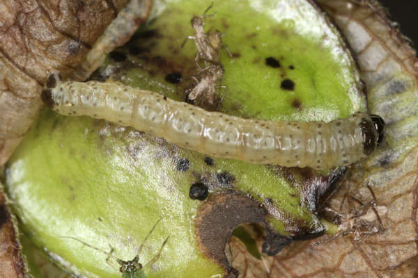 Perizoma blandiata: Bild 6