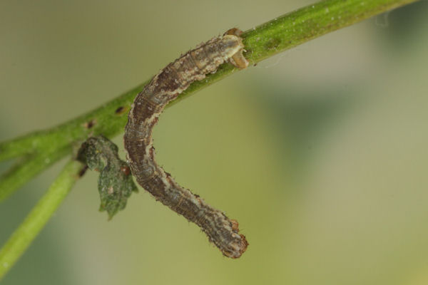 Eupithecia virgaureata: Bild 48