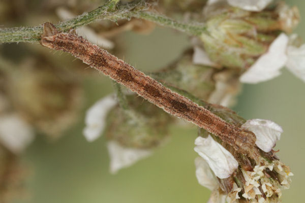 Eupithecia icterata: Bild 44
