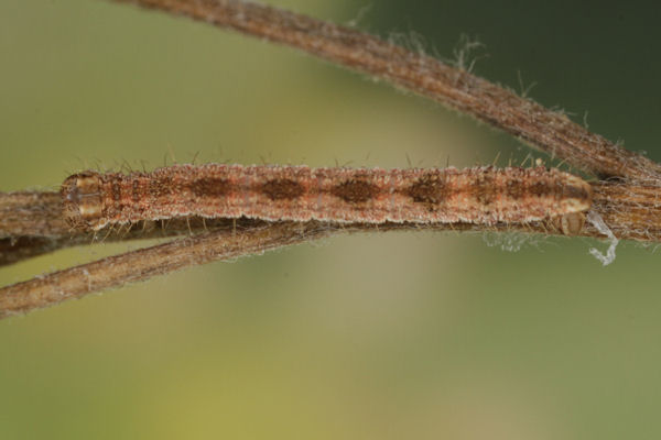 Eupithecia icterata: Bild 47