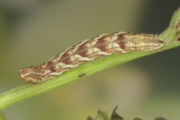 Eupithecia catharinae: Bild 27