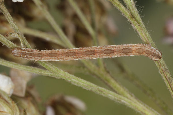 Eupithecia icterata: Bild 48