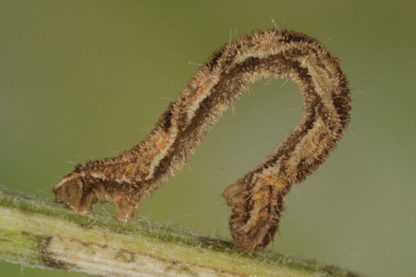 Eupithecia icterata: Bild 51