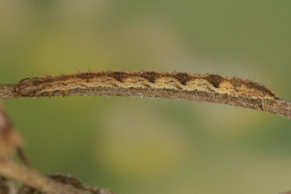 Eupithecia icterata: Bild 55